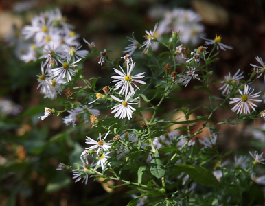 [On thin green stalks are flowers with approximately 15 thin white petals and a small nubby yellow center.]